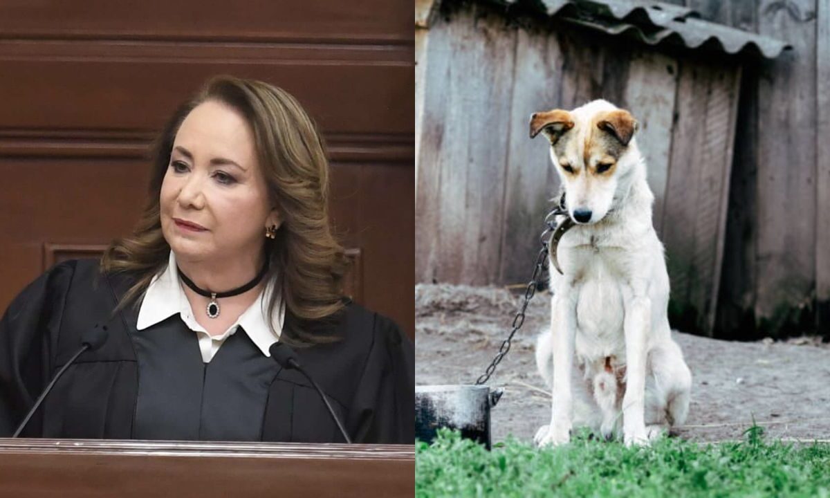 Yasmín Esquivel busca castigar en Morelos el maltrato animal