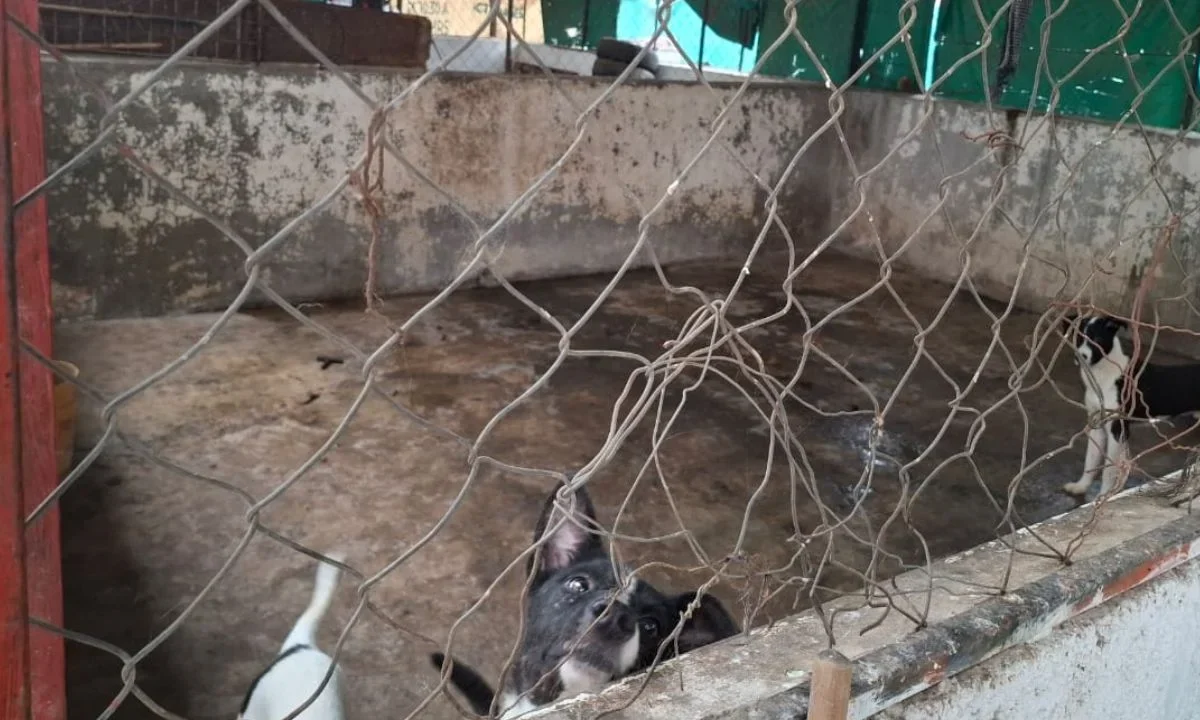 Aseguran Centro de Protección Animal de Ixtapaluca y rescatan 52 perritos
