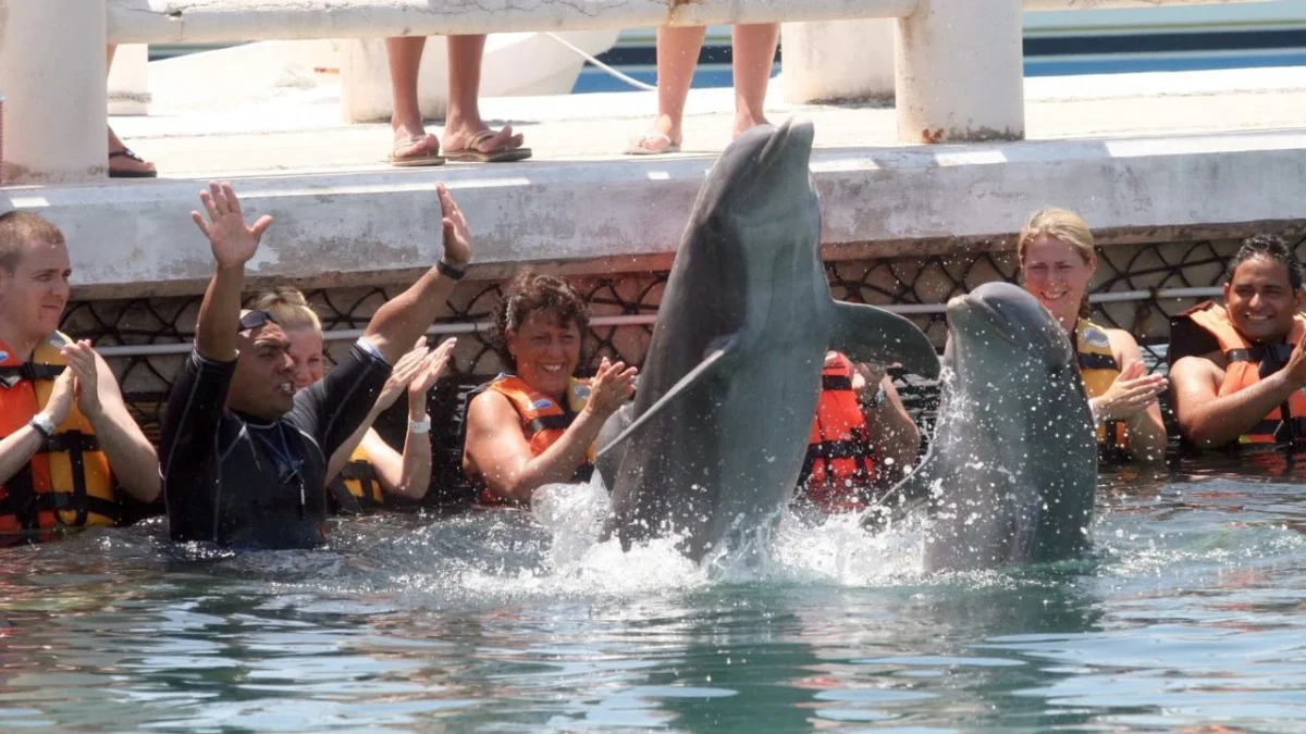 Avalan prohibir la reproducción de delfines así como su uso en espectáculos de acrobacia y su mantenimiento en tanques de concreto
