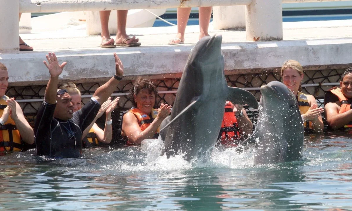 Avalan prohibir la reproducción de delfines así como su uso en espectáculos de acrobacia y su mantenimiento en tanques de concreto