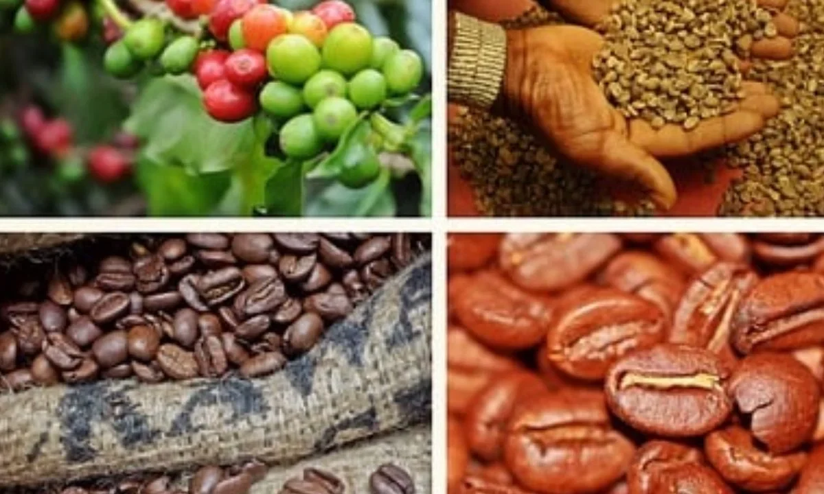 En México, Chiapas es el principal productor de café, seguido de Veracruz y Puebla.