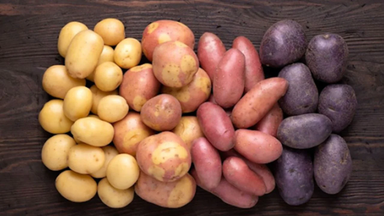 Existen diversas variedades de papa, tanto nativas como mejoradas, con características únicas en términos de sabor, textura, color y usos culinarios.
