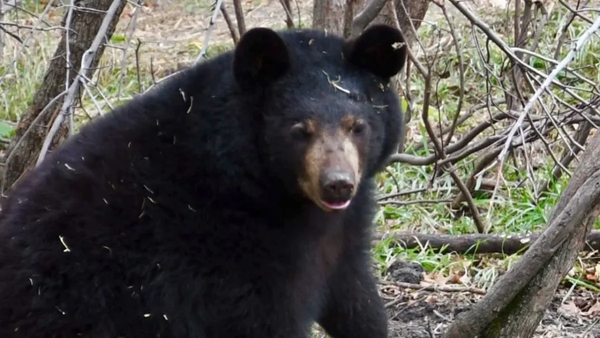 Alertan avistamientos de osos negros