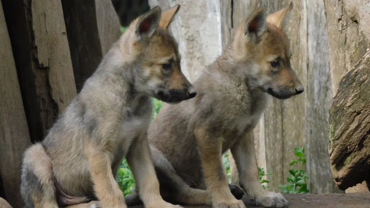 Dos hembras y dos machos lobos mexicanos nacieron en el Zoológico de San Juan de Aragón