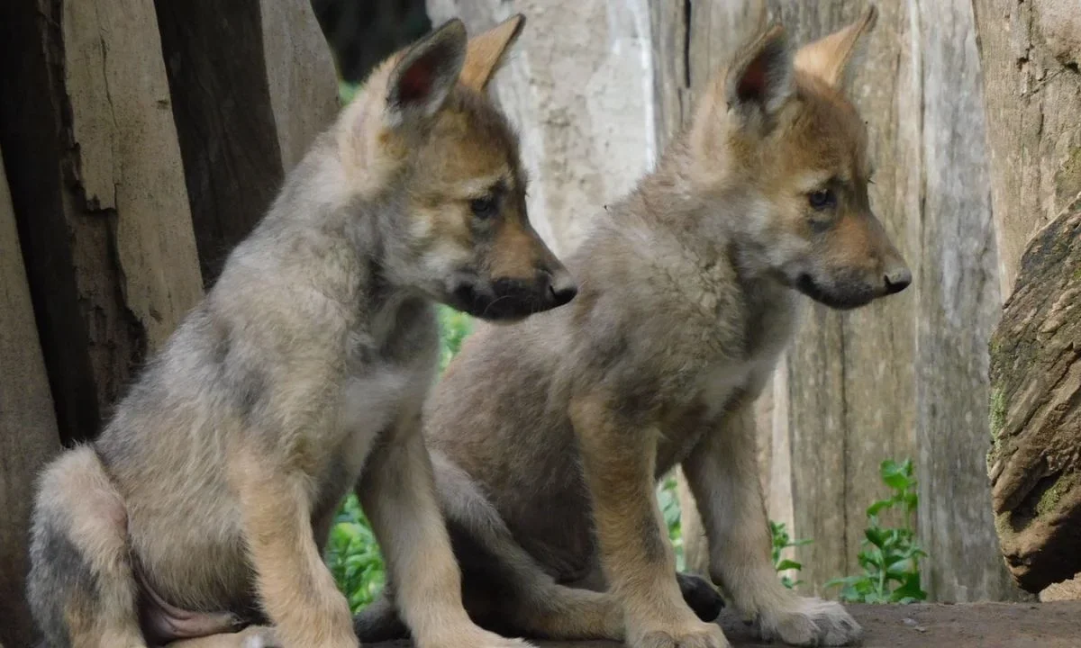 Dos hembras y dos machos lobos mexicanos nacieron en el Zoológico de San Juan de Aragón