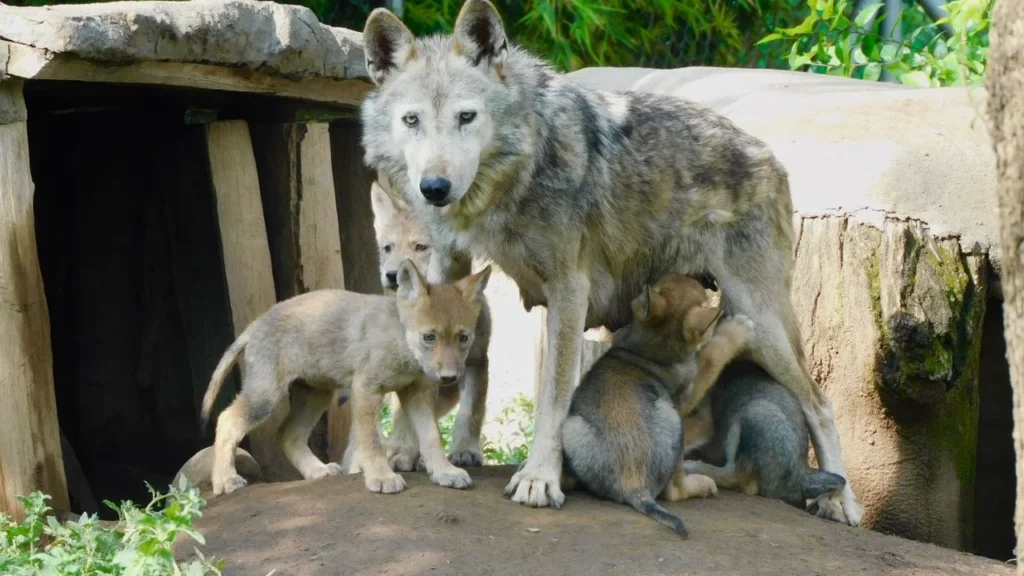 El recinto donde habita esta familia de lobos mexicanos está fuera de la vista del público para su tranquilidad