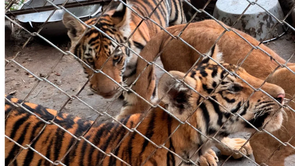Los felinos que aseguró la Profepa eran alimentados con desechos