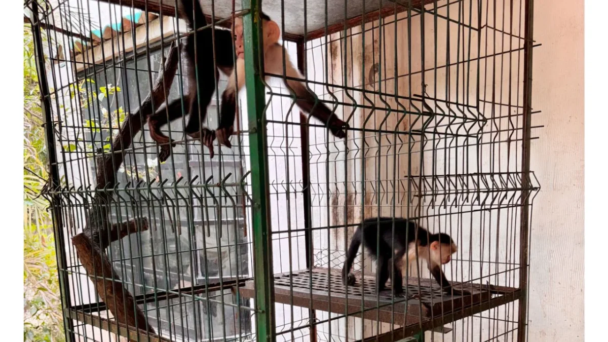 En las instalaciones de la UMA en Veracruz habían albergados de manera confinada 75 ejemplares de vida silvestre nacional y exótica, así como 9 ejemplares de venado cola blanca, en vida libre.