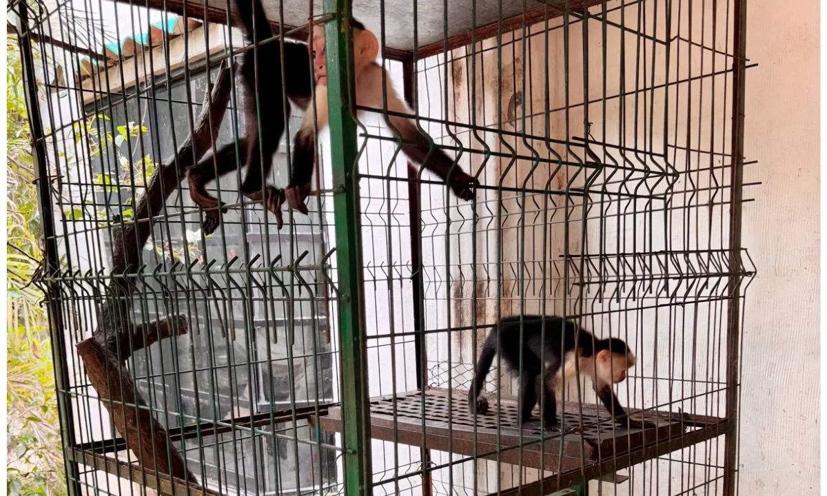 En las instalaciones de la UMA en Veracruz habían albergados de manera confinada 75 ejemplares de vida silvestre nacional y exótica, así como 9 ejemplares de venado cola blanca, en vida libre.