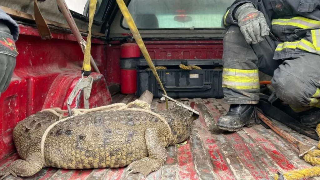 Captan a cocodrilo merodeando en calles de Cuautitlán Izcalli, Estado México