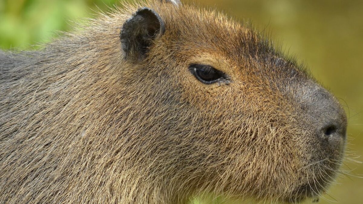La capibara, del tamaño de un niño de unos seis años, entró en una trampa este martes y fue devuelta al parque.