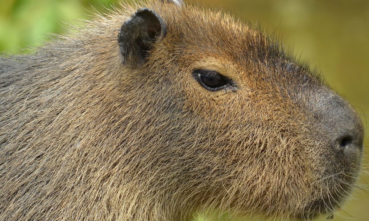 La capibara, del tamaño de un niño de unos seis años, entró en una trampa este martes y fue devuelta al parque.