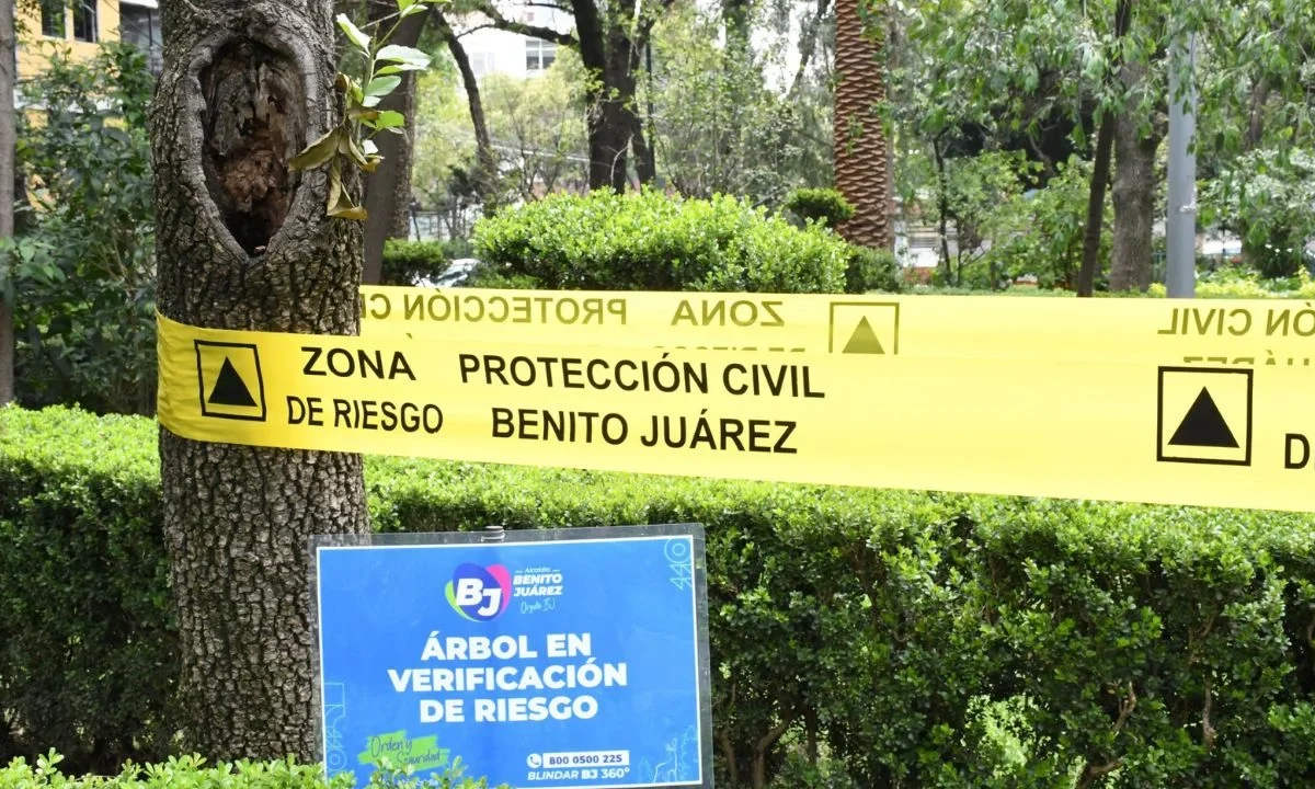 Personal de Servicios Urbanos recorrerá los otros 23 parques de la demarcación para continuar con la verificación del árboles en la Benito Juárez