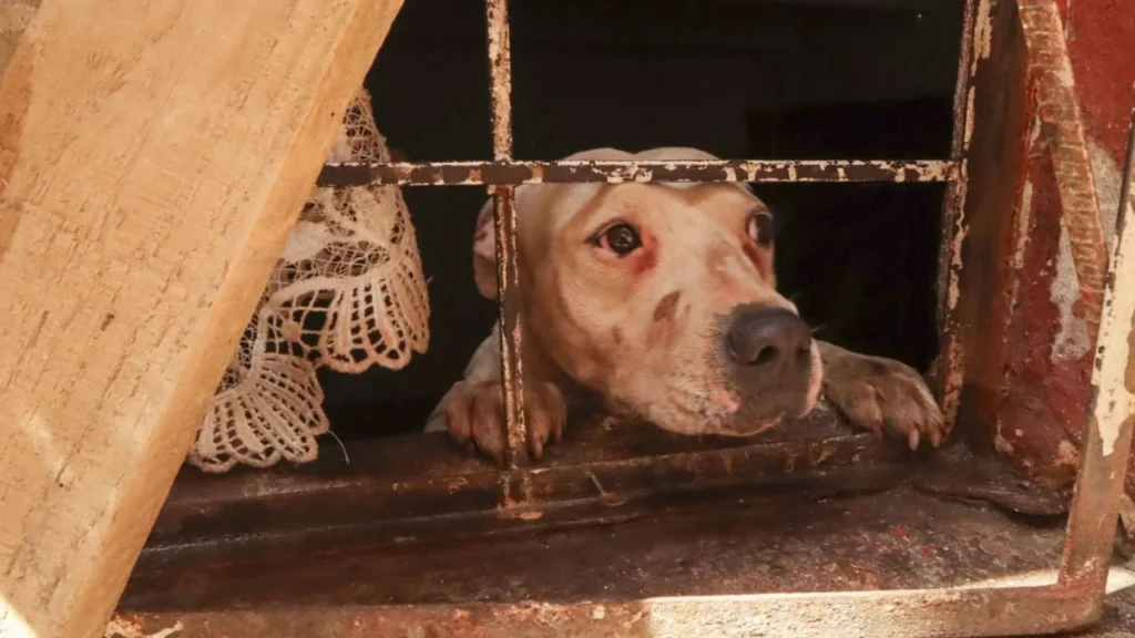 Diputado morenista en la CDMX, advirtió que existen lagunas legales que impiden sancionar efectivamente el maltrato animal.
