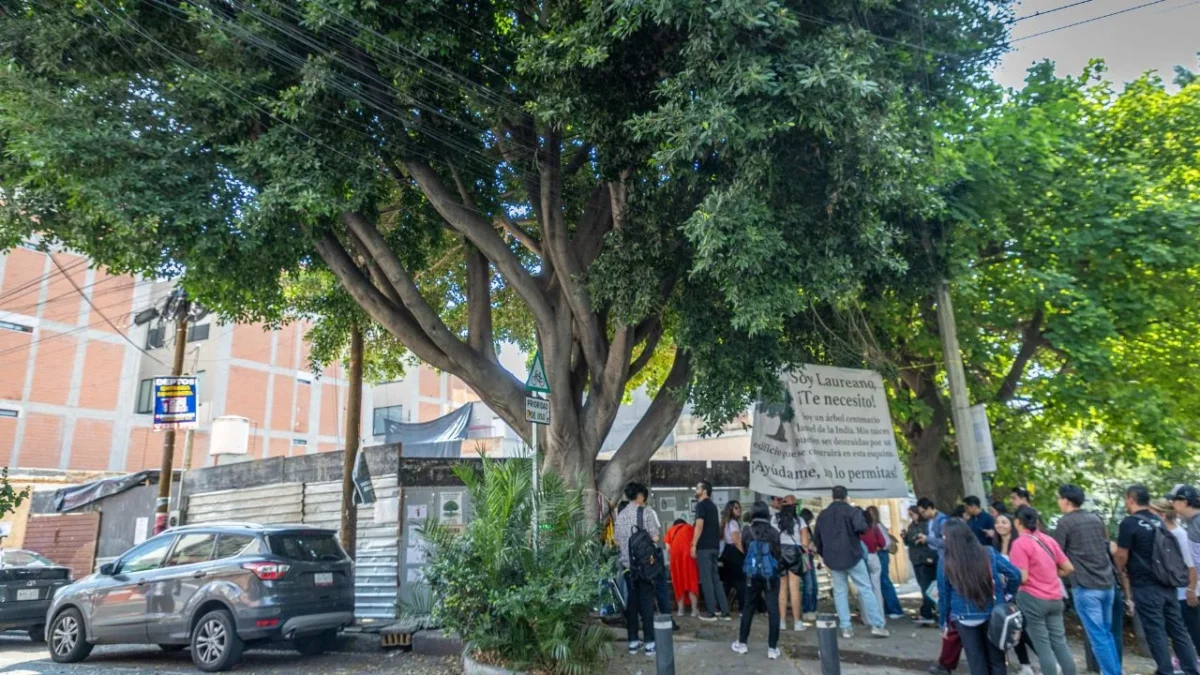 Ante movilizaciones y preocupación de vecinos, la alcaldía Benito Juárez reiteró que no ha autorizado la poda del árbol “Laureano”.