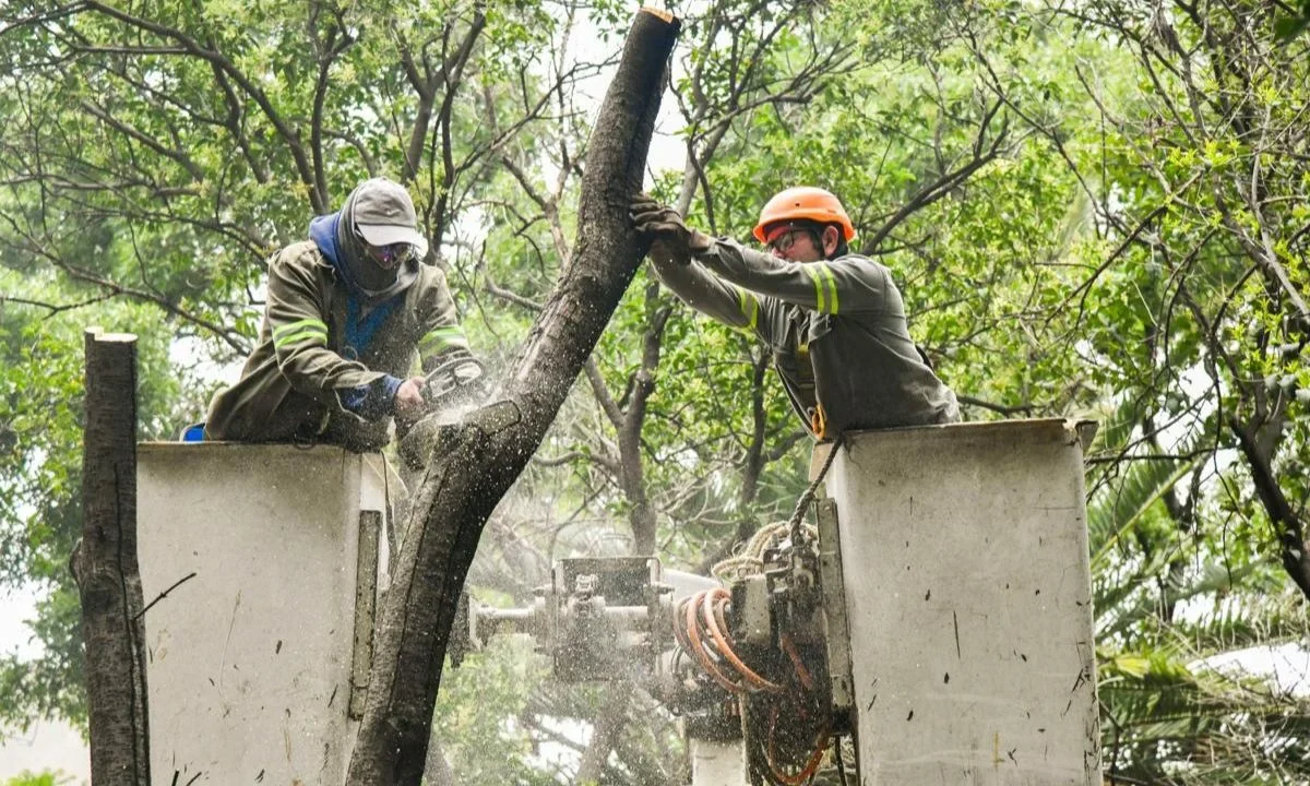 La alcaldía Benito Juárez comenzó la poda y derribo de árboles.
