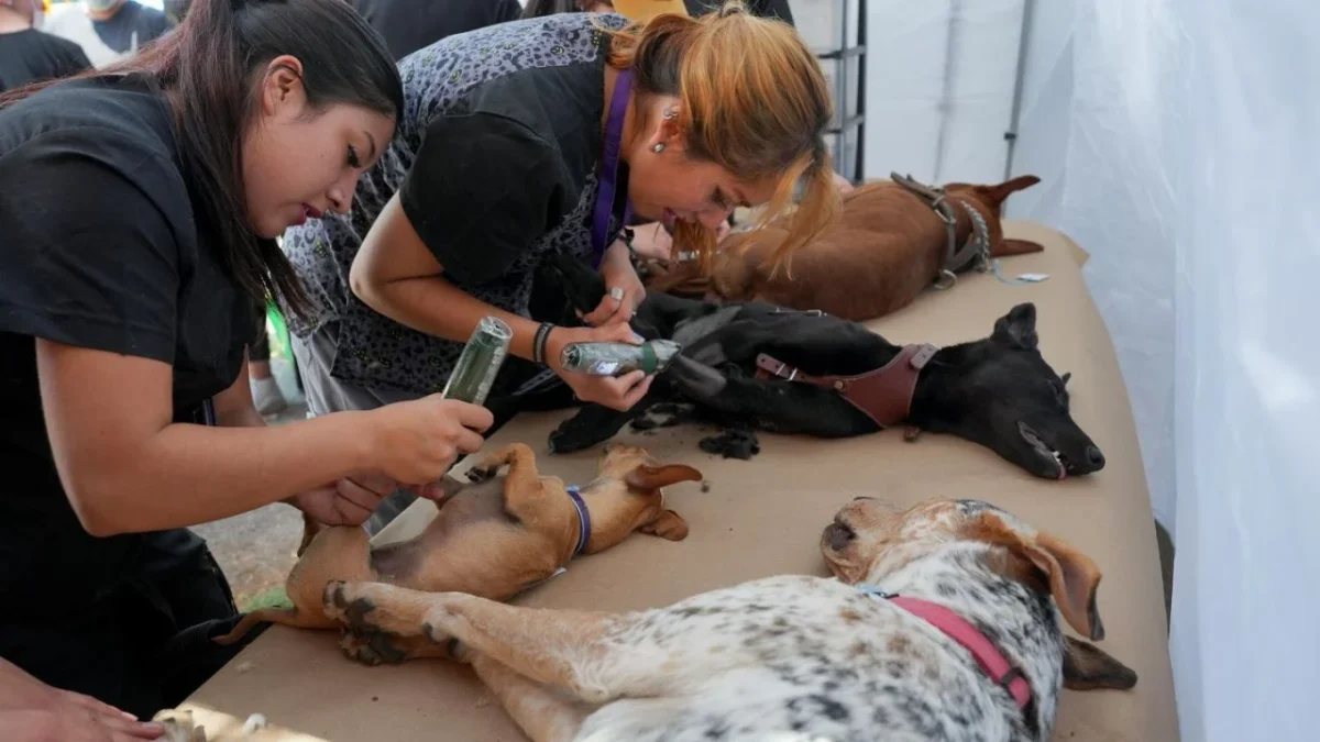 La Alcaldía Tlalpan y la Fiscalía de la Ciudad de México firmaron un convenio contra el maltrato animal.