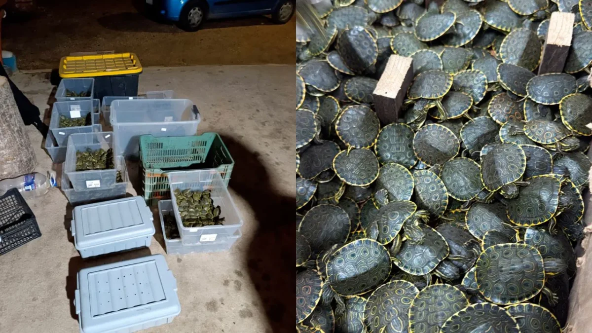 La FGR en Chiapas detectaron y aseguraron más de 3 mil ejemplares de tortuga hicotea, transportadas en cajas de manera ilegal.