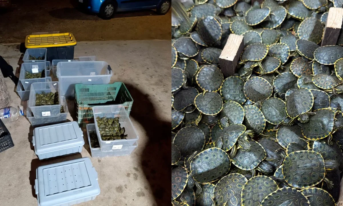 La FGR en Chiapas detectaron y aseguraron más de 3 mil ejemplares de tortuga hicotea, transportadas en cajas de manera ilegal.