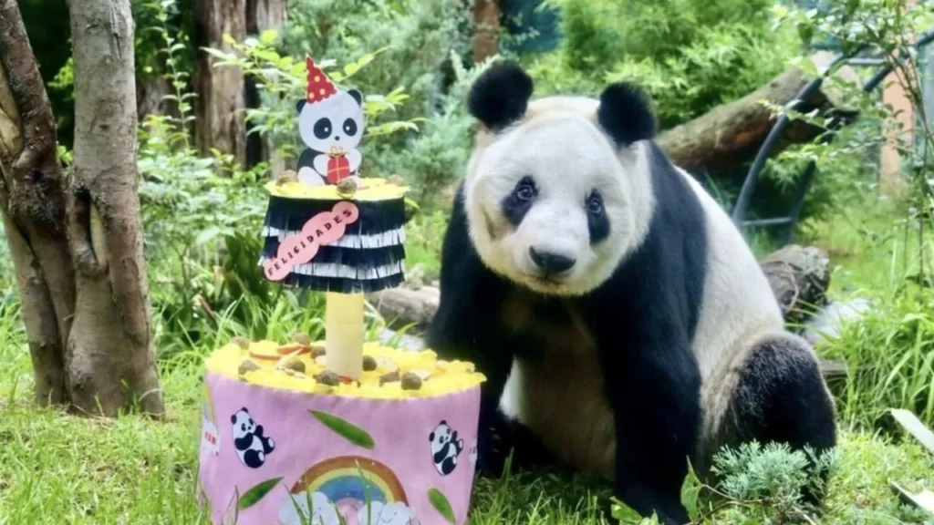Celebran cumpleaños 35 de Xin Xin en Chapultepec. Noticias en tiempo real