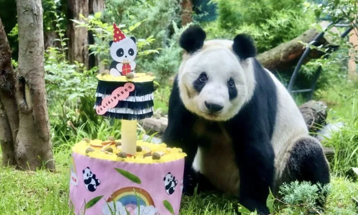 Celebración por el 35 aniversario de Xin Xin