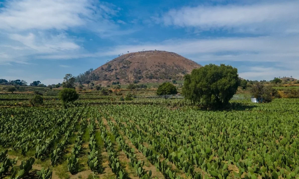 El Gobierno de la Ciudad de México decretó a las Terrazas Agrícolas como Patrimonio Biocultural de la CDMX.