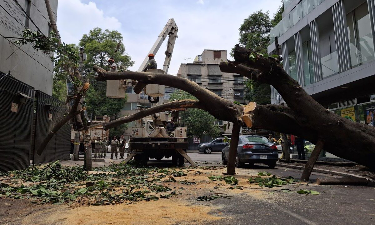 Derivada de intensas lluvias en la CDMX, en la alcaldía Benito Juárez se registró la caída de al menos 15 árboles y 2 postes, 5 inundaciones y un socavón.