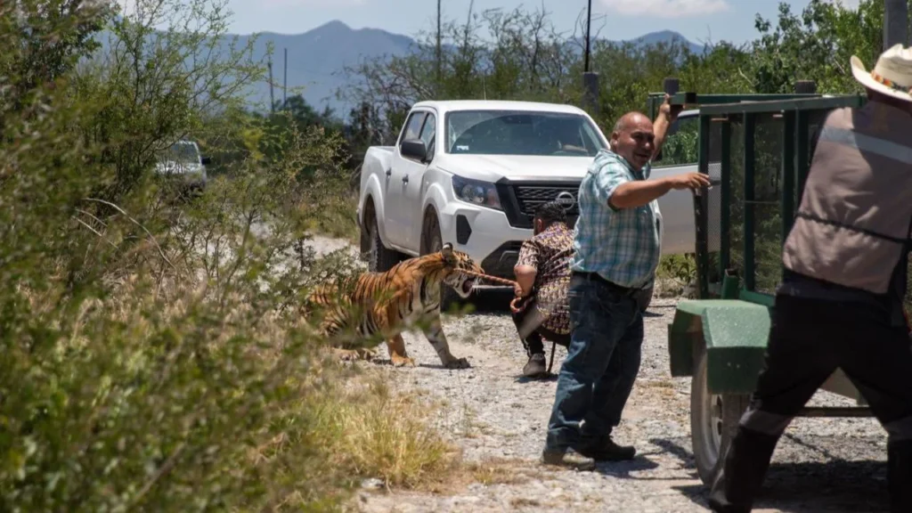 Dueño captura a su tigres que deambuló por calles de Salinas Victoria.