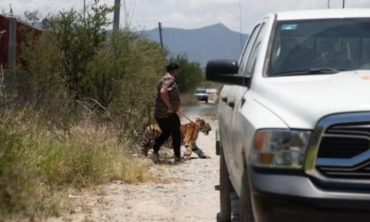 Dueño captura a su tigres que deambuló por calles de Salinas Victoria.