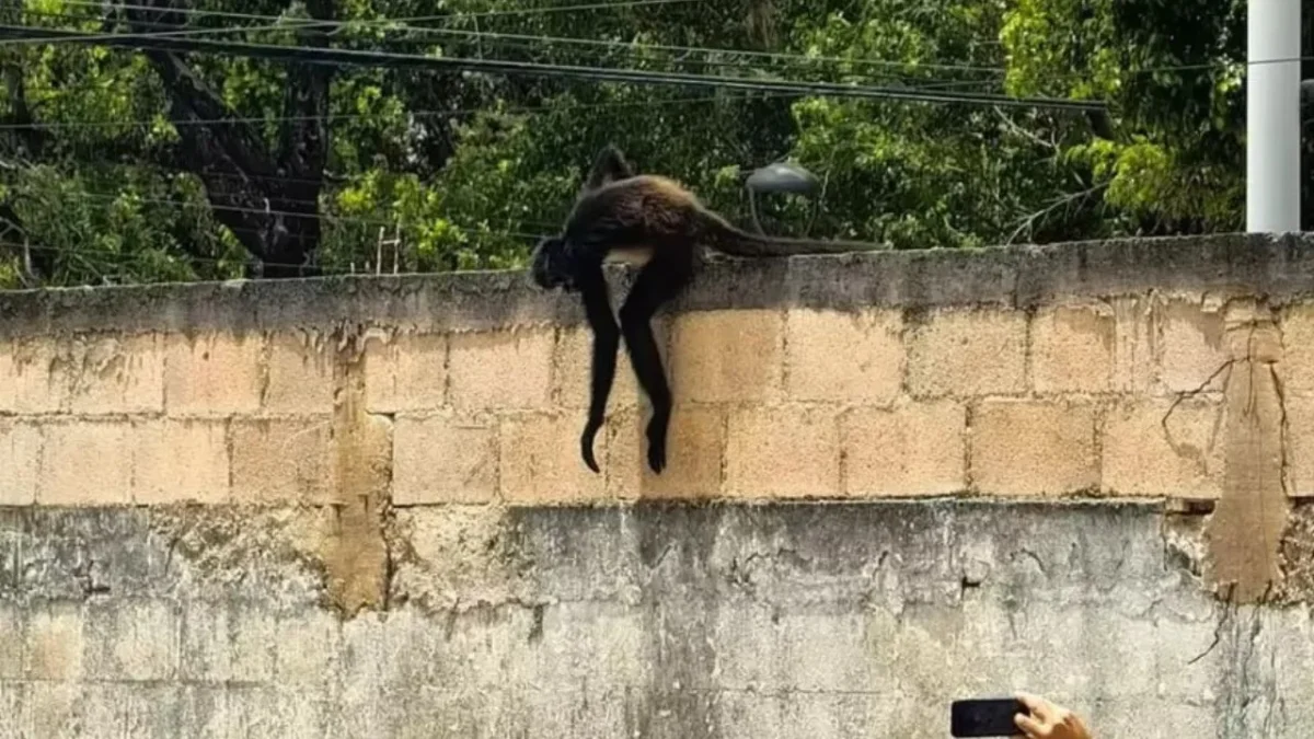 El mono araña está considerado en peligro de extinción.