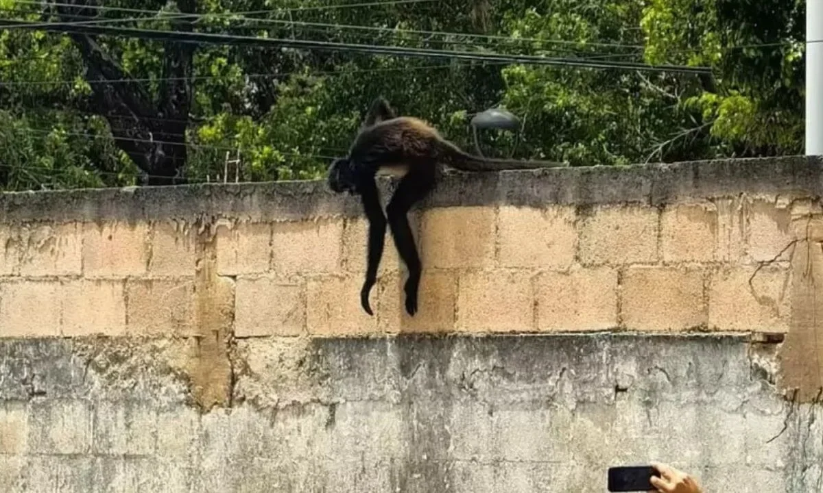 El mono araña está considerado en peligro de extinción.