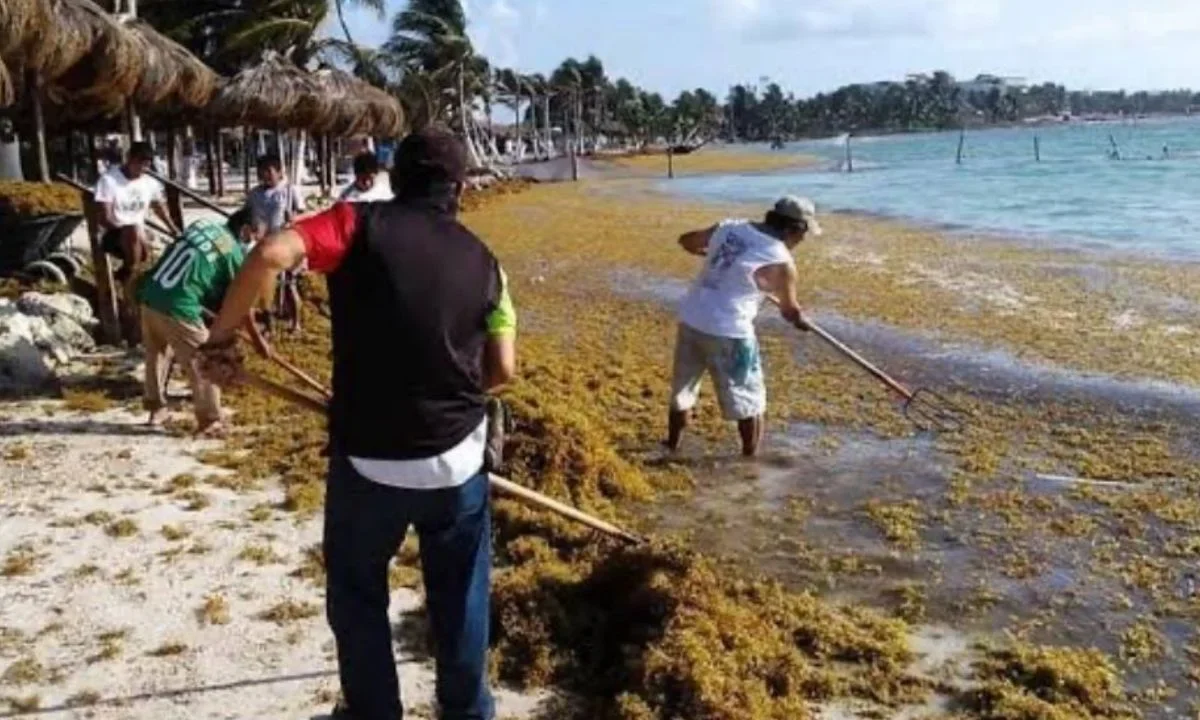 Hoteles del Caribe responden a senadora sobre problemática con el sargazo