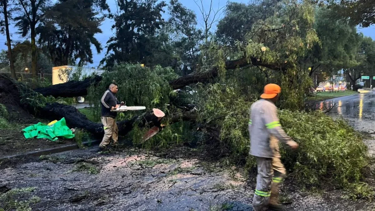 Las lluvias y el las rachas de viento fuerte derribaron árboles, 2 postes y una palmera en diferentes alcaldías de la CDMX.