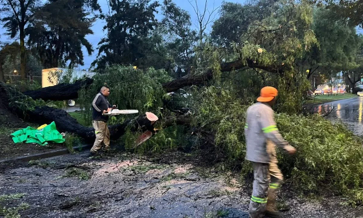 Las lluvias y el las rachas de viento fuerte derribaron árboles, 2 postes y una palmera en diferentes alcaldías de la CDMX.