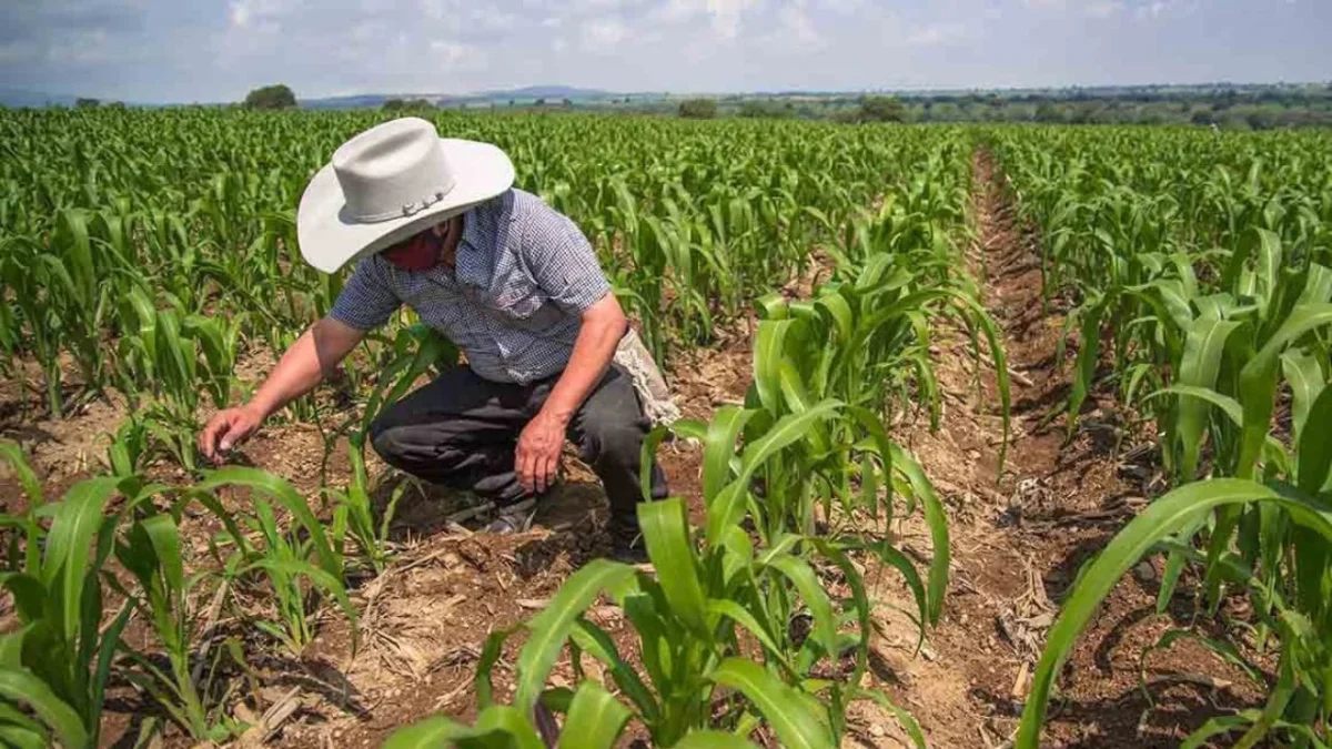 Actualmente, el precio internacional del grano oscila entre 5 mil 300 y 5 mil 400 pesos por tonelada.