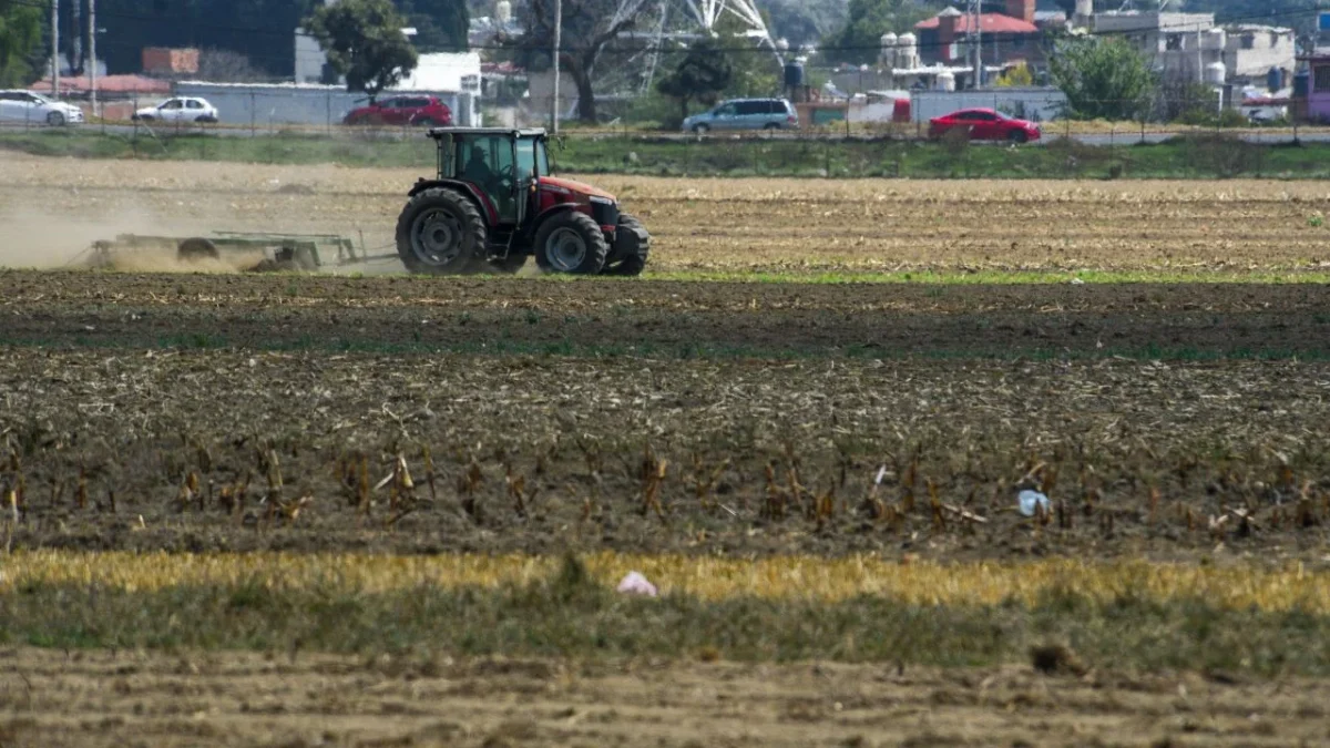 1.4 millones de toneladas de maíz blanco menos se producen en Sinaloa con respecto a 2004