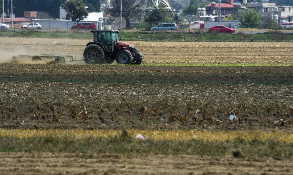 1.4 millones de toneladas de maíz blanco menos se producen en Sinaloa con respecto a 2004