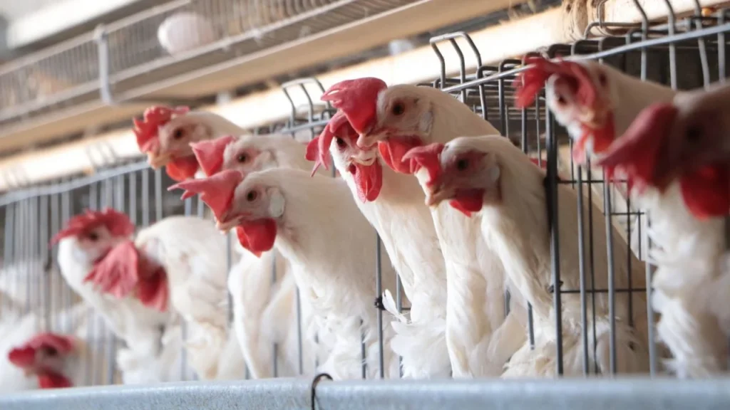 México reanuda importación de pollo brasileño. Noticias en tiempo real