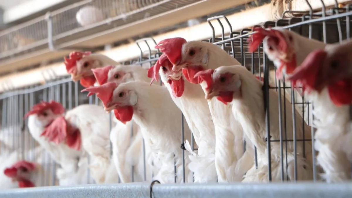 Tras una pausa por un brote de influenza aviar, México reactivó la importación de pollo de Brasil, informó la Secretaría de Agricultura.