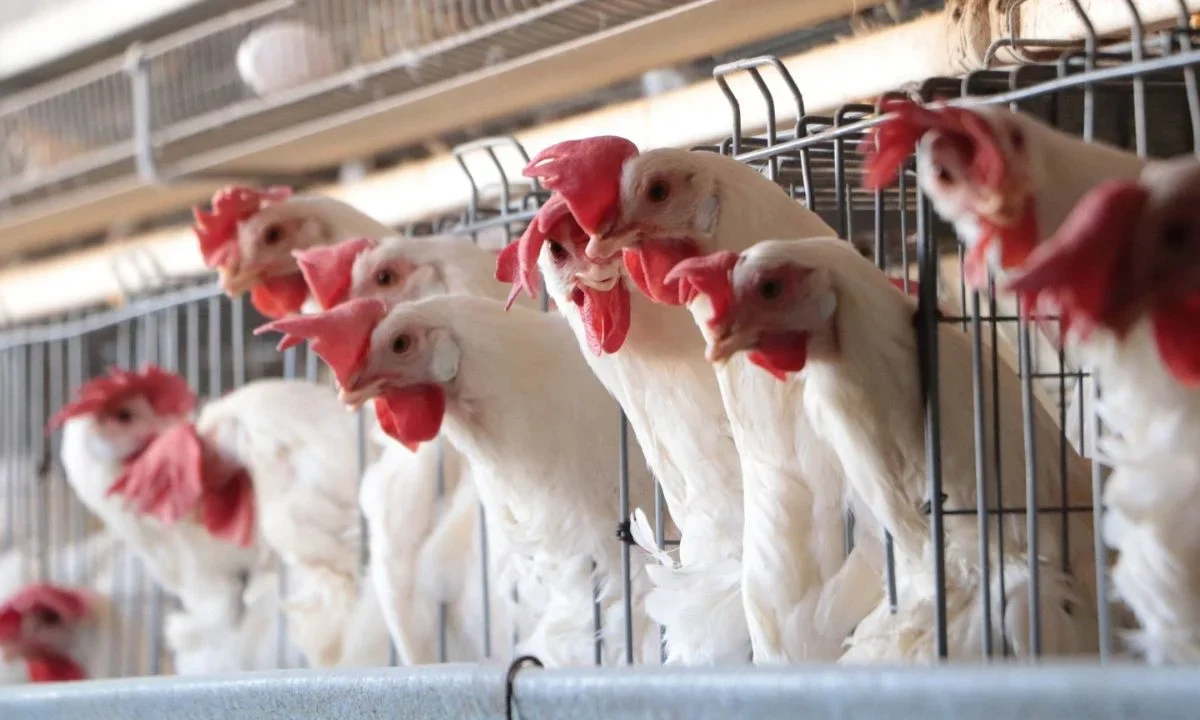 Tras una pausa por un brote de influenza aviar, México reactivó la importación de pollo de Brasil, informó la Secretaría de Agricultura.