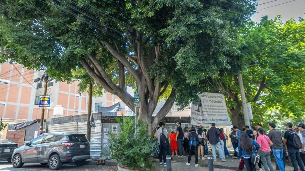 Para evitar tala, buscan declaración patrimonial de árbol “Laureano
