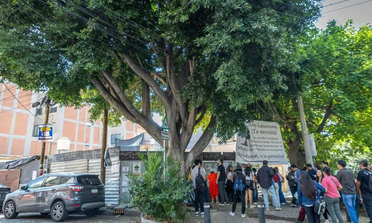 Para evitar tala, buscan declaración patrimonial de árbol “Laureano".