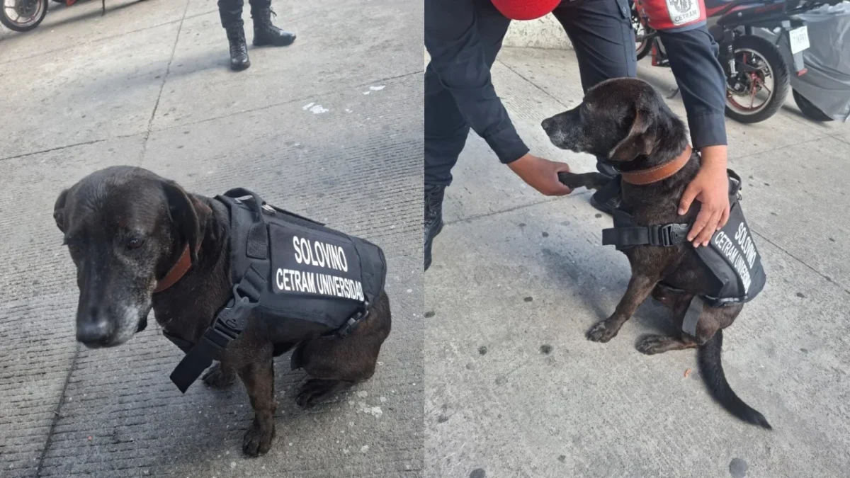 Elementos de la Secretaria de Seguridad Ciudadana (SSC) adoptaron a “Solovino”, un perrito que se refugio durante seis meses en el Centro de Transferencia Modal (Cetram) Universidad.