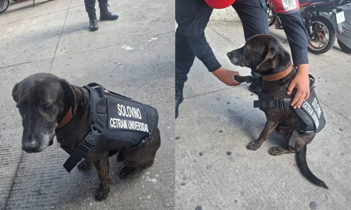 Elementos de la Secretaria de Seguridad Ciudadana (SSC) adoptaron a “Solovino”, un perrito que se refugio durante seis meses en el Centro de Transferencia Modal (Cetram) Universidad.