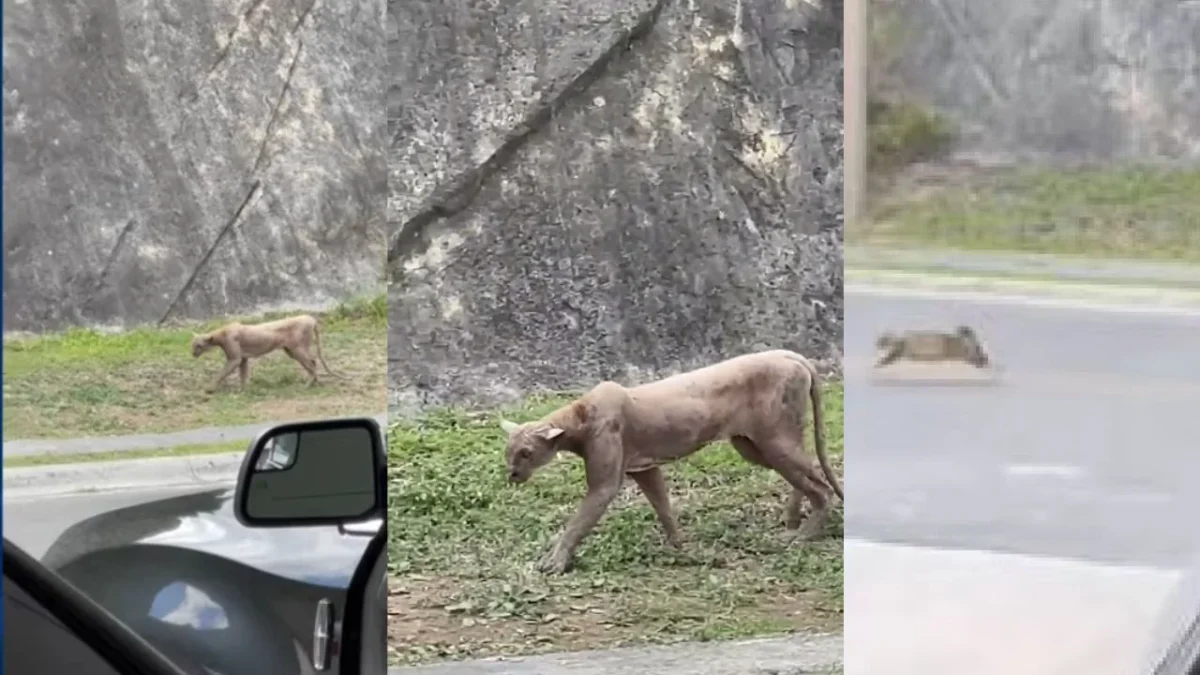 VIDEO: Aparece puma en Sierra Alta, se come a un gato y se hace viral en redes