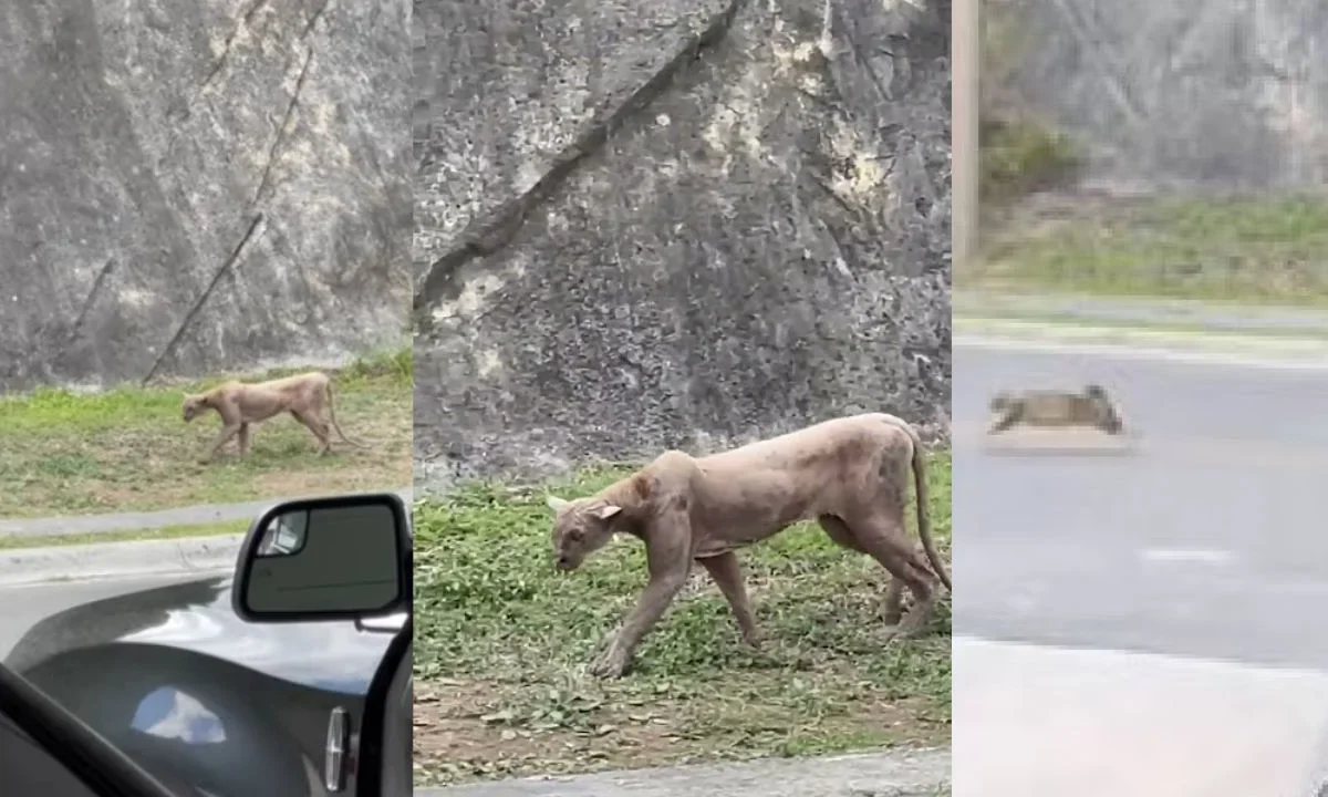 VIDEO: Aparece puma en Sierra Alta, se come a un gato y se hace viral en redes