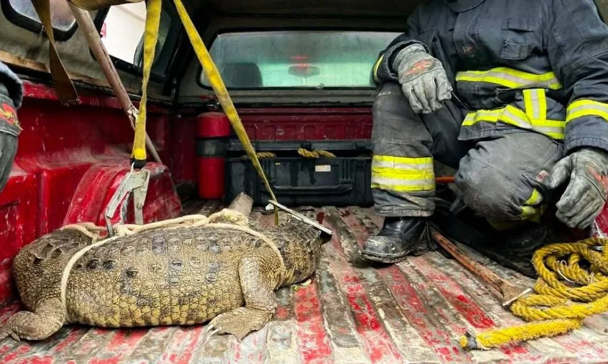 Rescatan a cocodrilo en Cuautitlán Izcalli