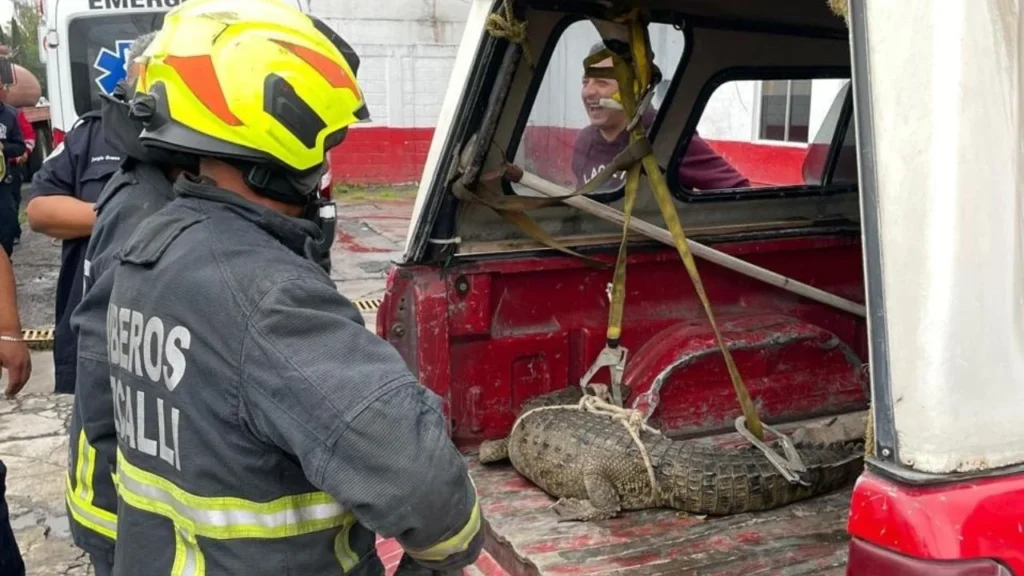rescate de cocodrilo en Cuautitlán Izcalli