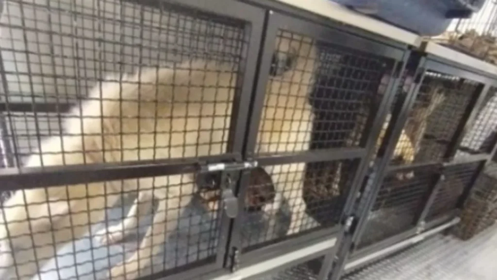 Rescatan animales en condiciones de maltrato en Ecatepec, segundo lote esta semana. Noticias en tiempo real