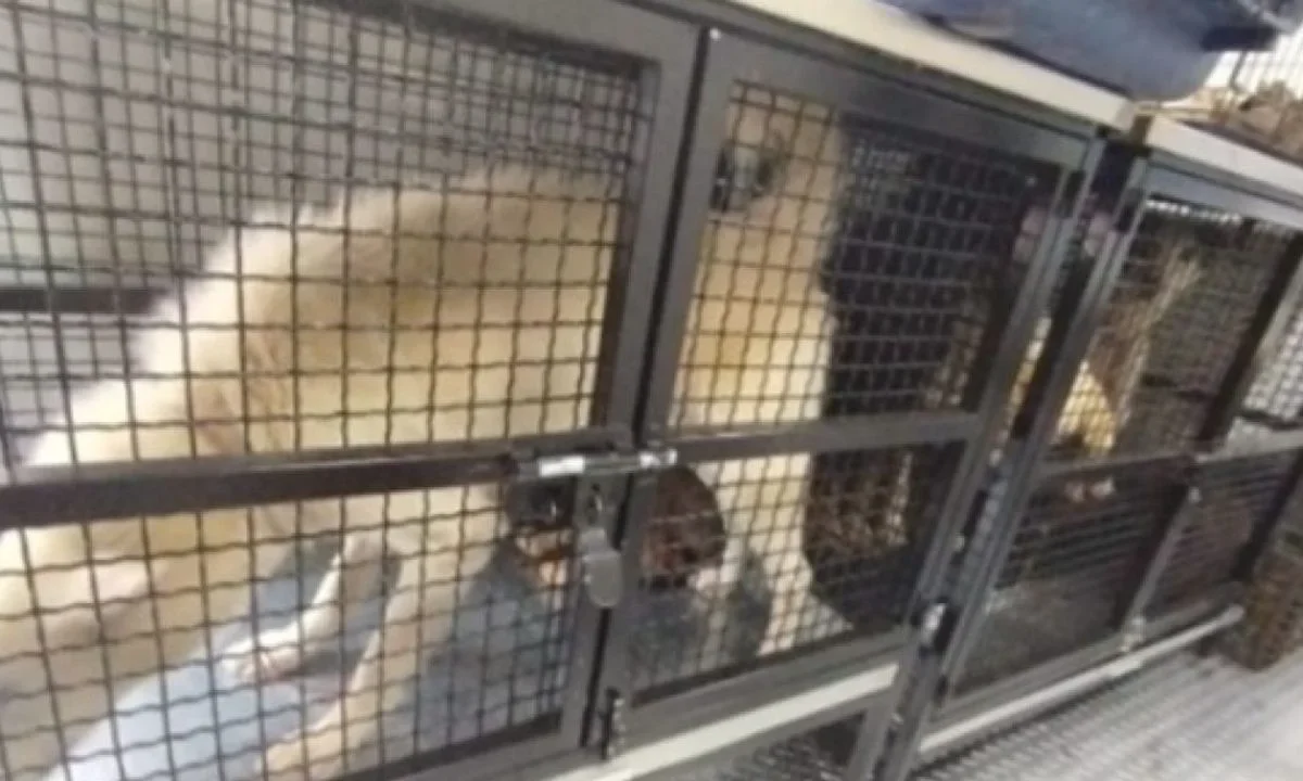 rescate de animales en condiciones de maltrato en ecatepec